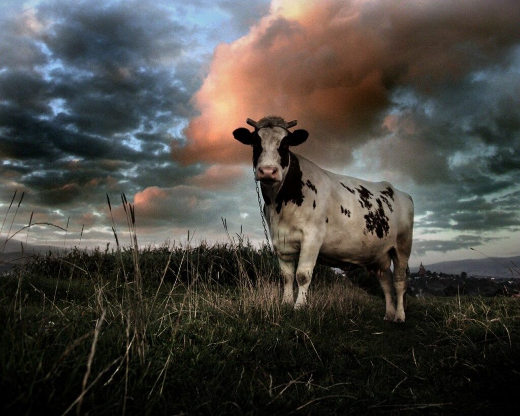 Tranquil Cow in Grassy Field Under Dramatic Sunset Sky Wallpaper