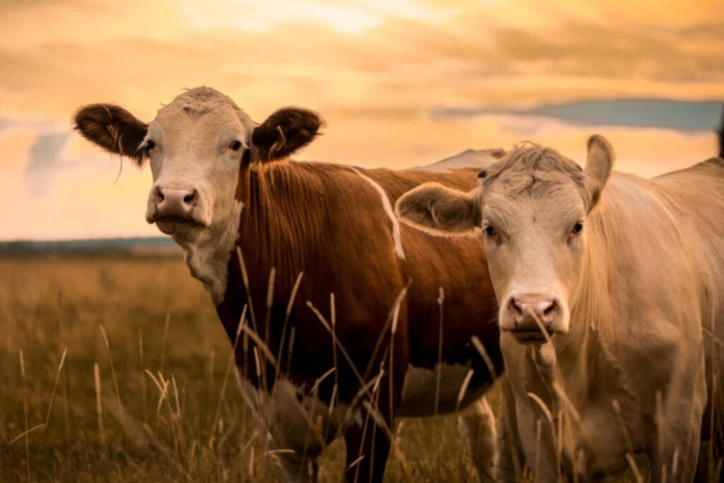 Serene Cow Wallpaper at Sunset – Peaceful Rural Background