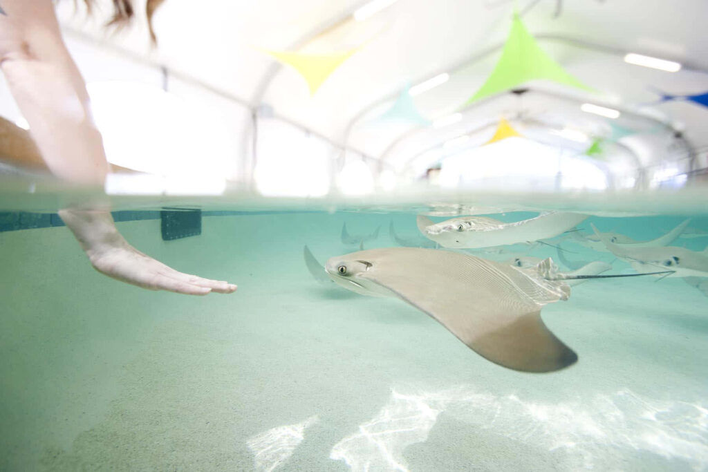 Serene Cownose Ray gliding in sunlit aquarium with human hand reaching for gentle touch wallpaper