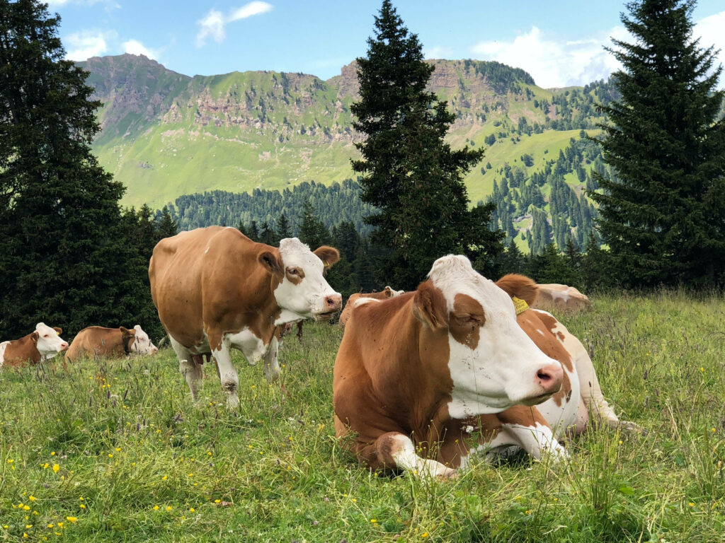 Tranquil Cows in Lush Pasture with Majestic Mountain Background Wallpaper