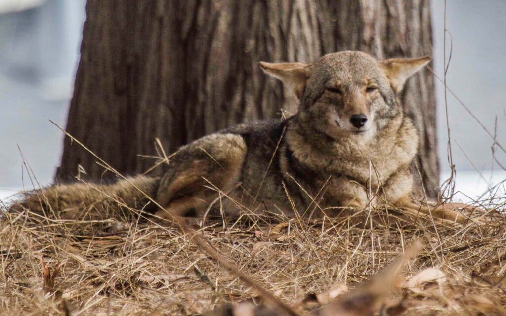 Tranquil Coyote Wallpaper: Nature's Serenity by a Tree