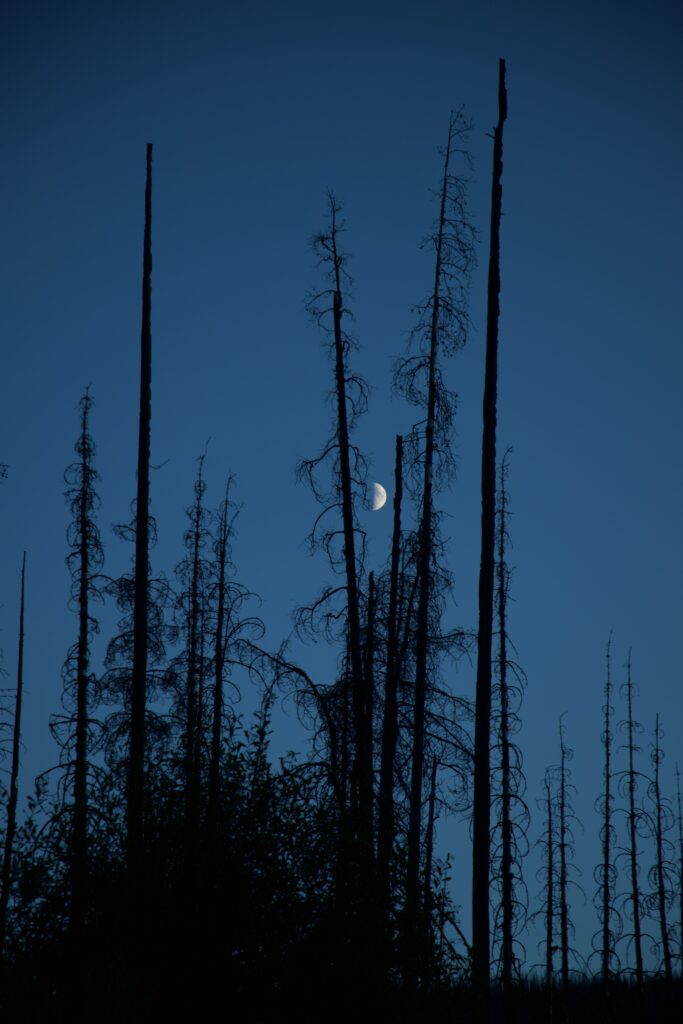 Crescent moon glowing through tall leafless trees and delicate branches in serene night sky Wallpaper