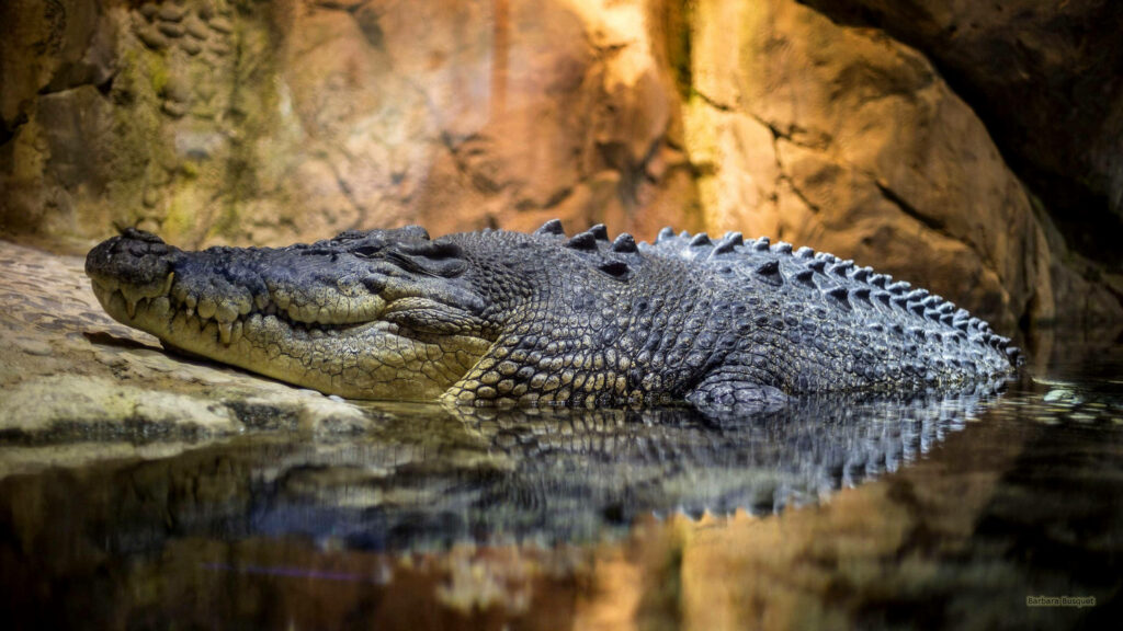 Crocodile in Cave: Serene Wall Art with Textured Scales Wallpaper