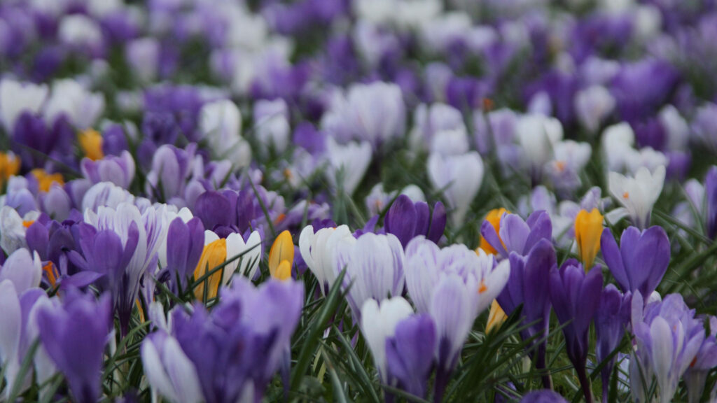Vibrant Crocus Flower Wallpaper: Serene Nature Background