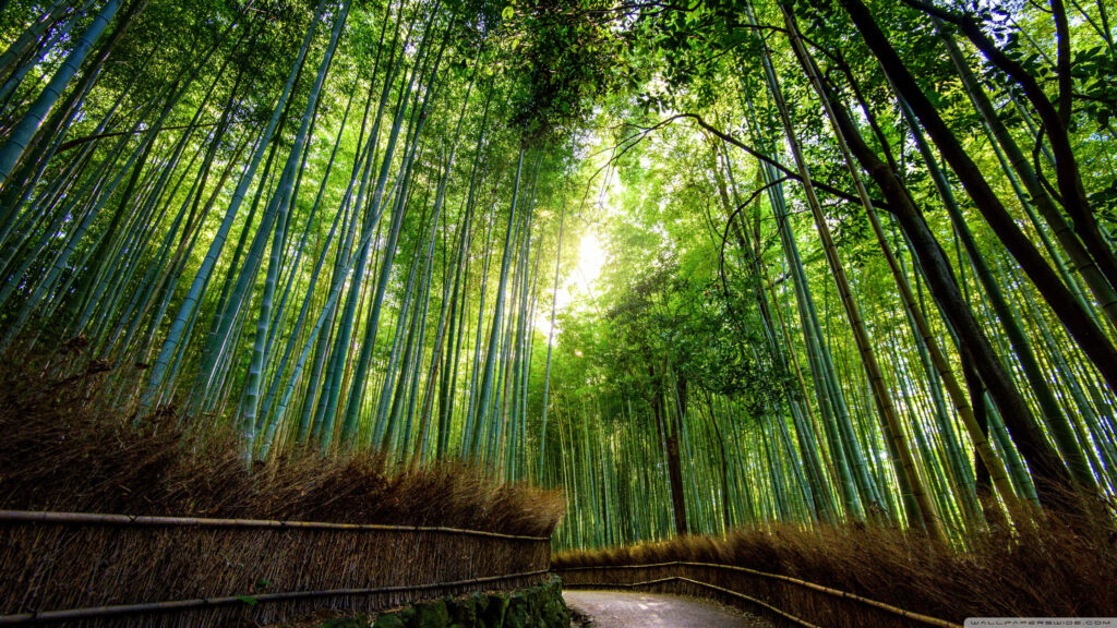 Serene curvy path through lush bamboo forest with sunlight filtering vibrant green stalks wallpaper
