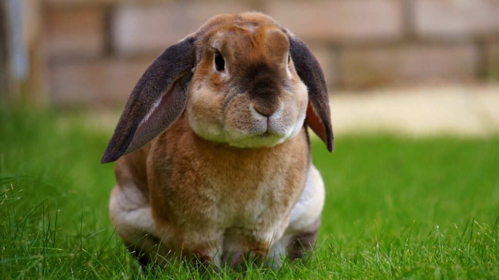 Adorable Rabbit on Lush Grass: Serene Nature Wallpaper Background