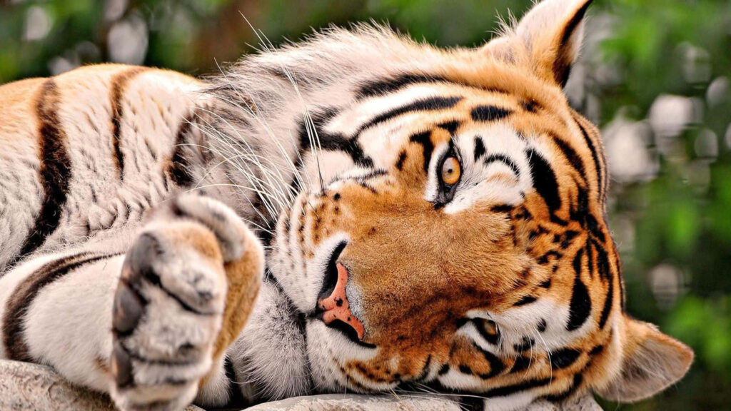 Peaceful Cute Tiger Relaxing in a Lush Green Setting Wallpaper
