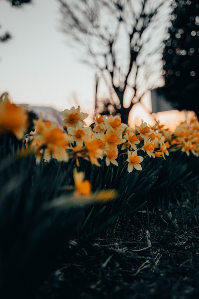 “Serene Spring Daffodils: Vibrant Yellow Flowers Wallpaper Background”