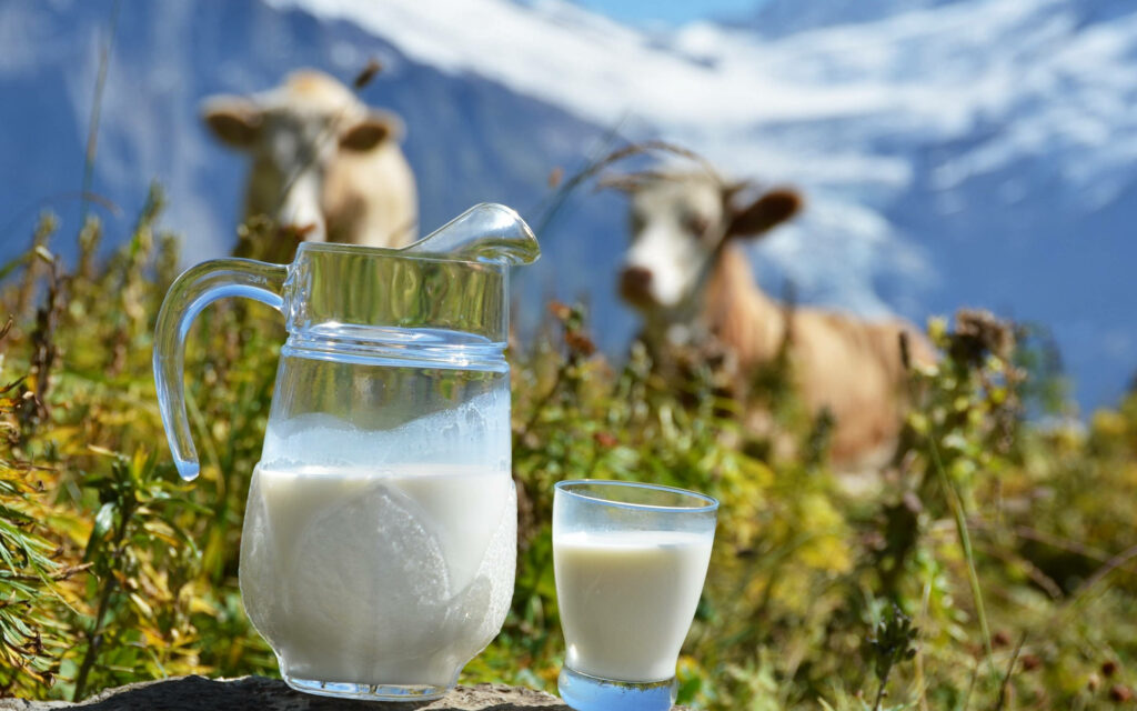 Serene Dairy Milk Wallpaper: Refreshing Pitcher & Cows Background