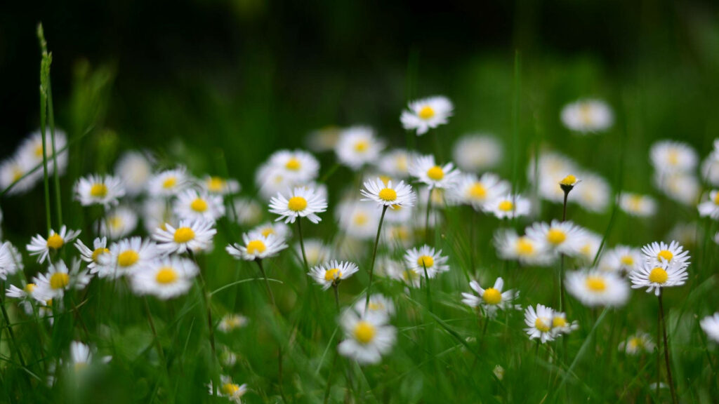 Calm Desktop Wallpaper: Serene Daisies in Lush Green Grass