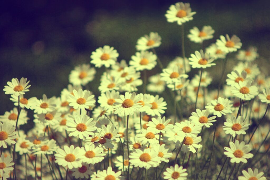 Serene Summer Daisy Field Wallpaper - Tranquil Nature Background