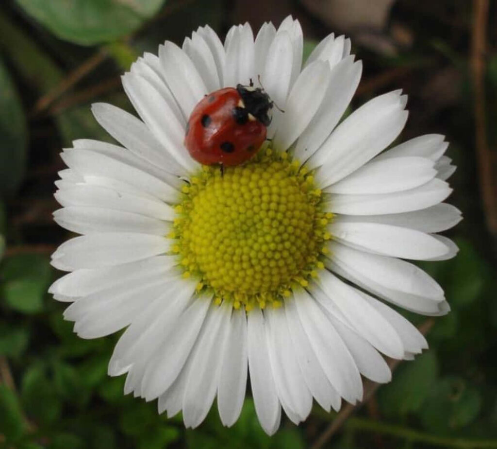 Stunning Daisy Flower Wallpaper with Ladybug & Green Background