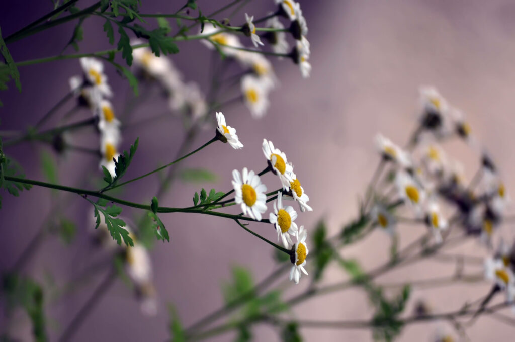 Serene Daisy Wallpaper: Soft Blooms & Blurred Background