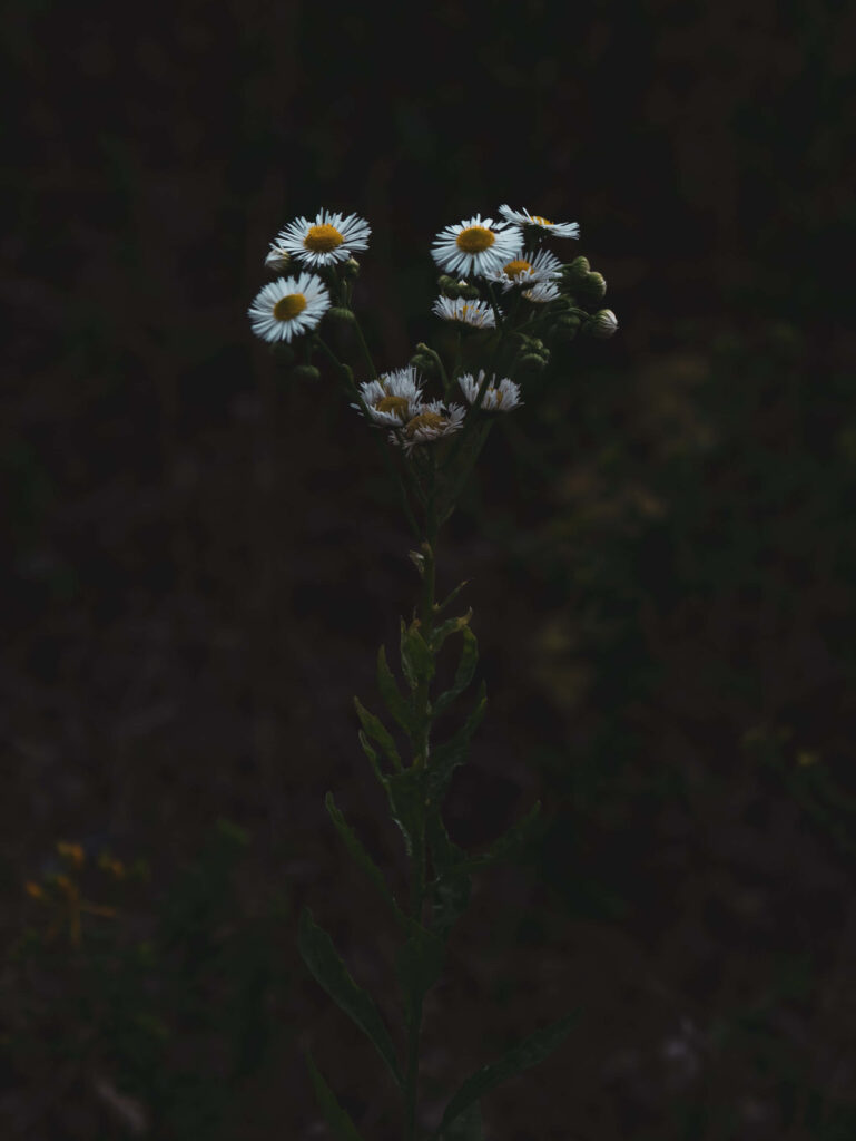 Captivating Daisies Wallpaper: Serenity in Dark Background