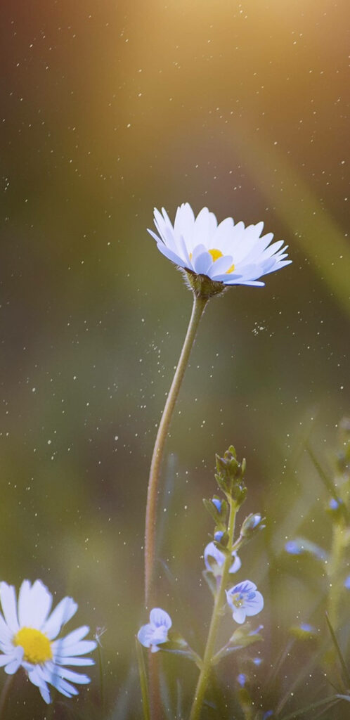 Serene Daisy Wallpaper: Soft Background & Delicate Petals