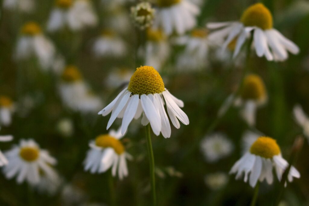 Tranquil Daisy Wallpaper: Delicate Petals & Soft Blurred Background