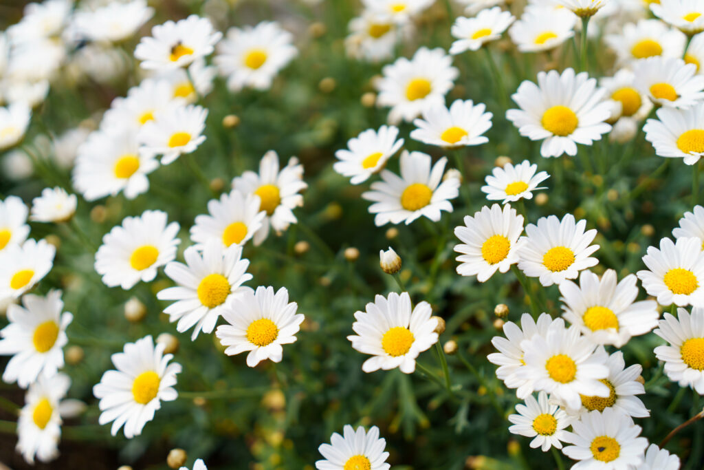 Serene Daisy Wallpaper: Delicate Blooms & Tranquil Background