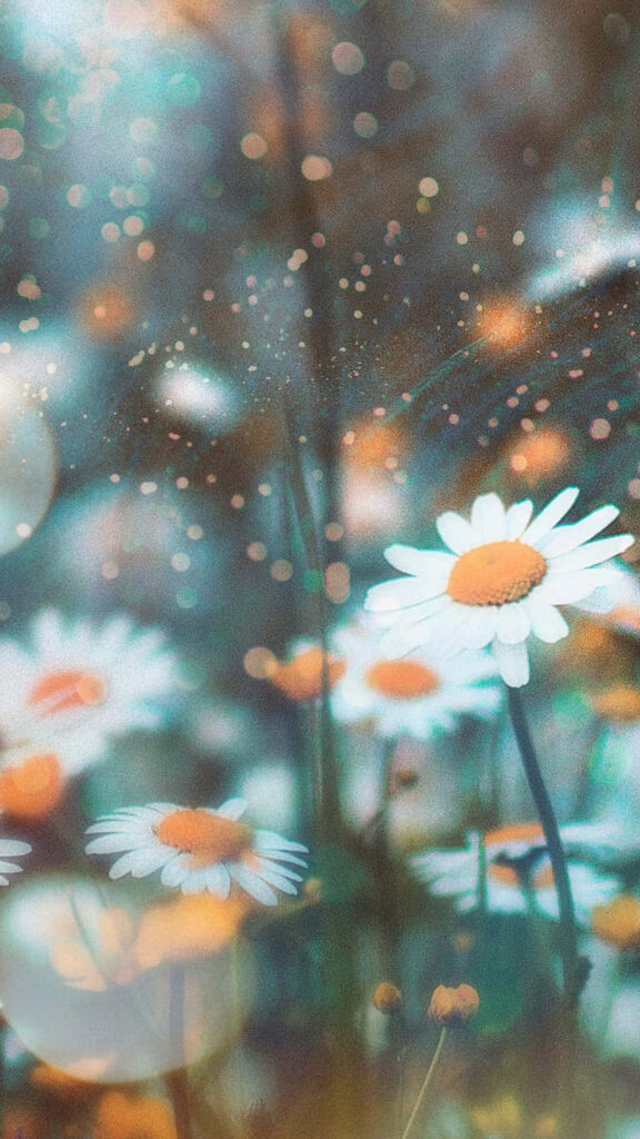 Dreamy Daisies: Serene Wallpaper behind Rain-Soaked Window Background