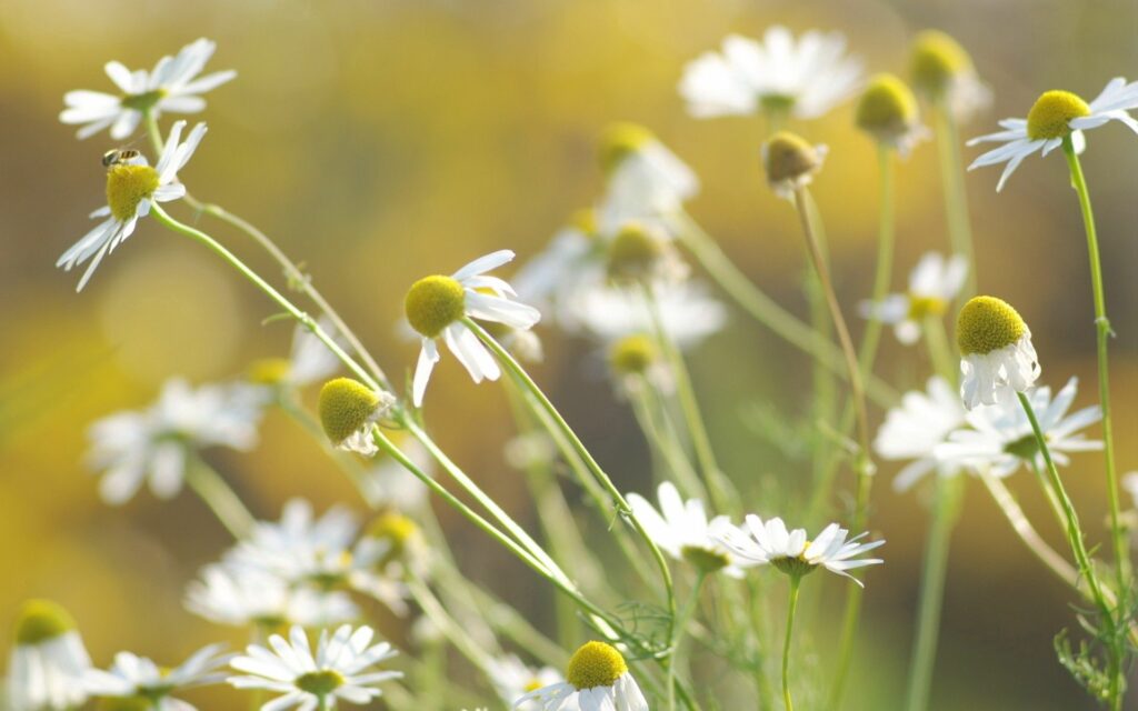 Serene Daisy Wallpaper: Delicate Flowers in Sunlit Grassy Field