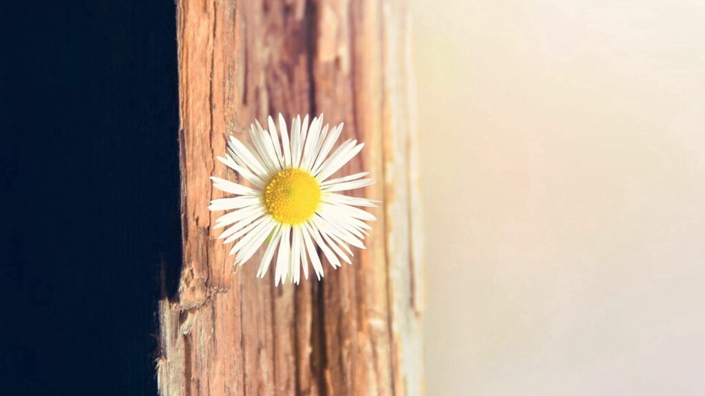 Serene Wallpaper: White Daisy on Rustic Wood Background