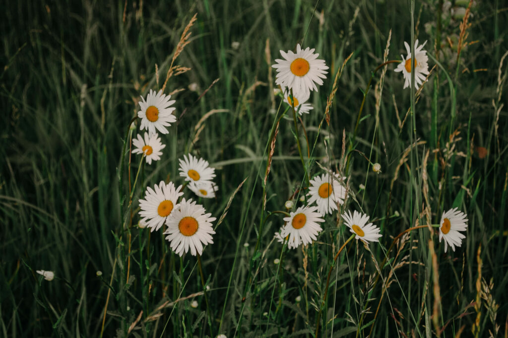 Serene Daisies Wallpaper: Bright White Petals & Green Background