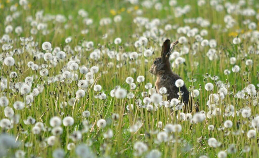 Serene Dandelion Field with Rabbit - Tranquil Nature Wallpaper