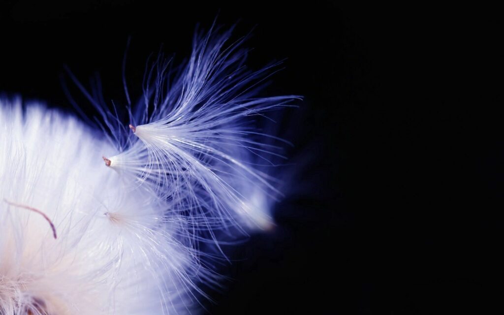 Serene Dandelion Fluff Close-Up: Ethereal Wallpaper Background