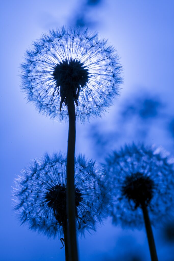 Serene Dandelion Fluff Macro Shot Wallpaper on Soft Blue Background