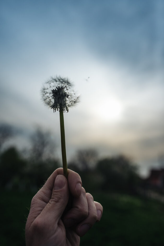 Serene Dandelion Close-Up Wallpaper - Soft Sky Background