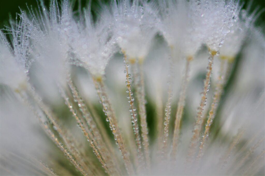 Macro Dandelion Close-Up: Serene Floral Texture with Water Droplets Wallpaper