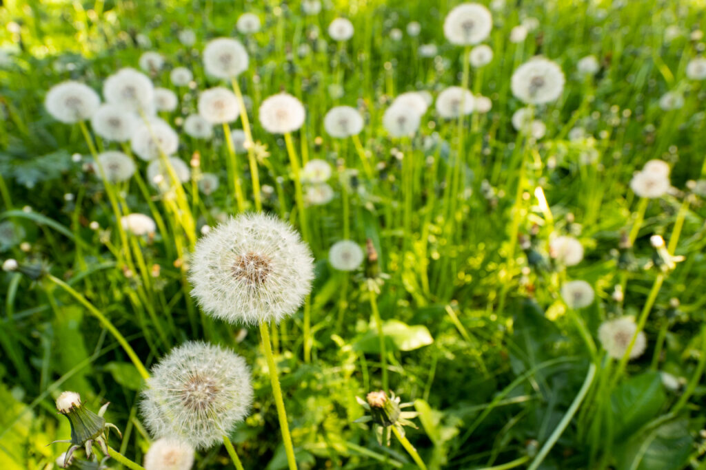 Serene Macro Wallpaper: Dandelions in Lush Green Field Background