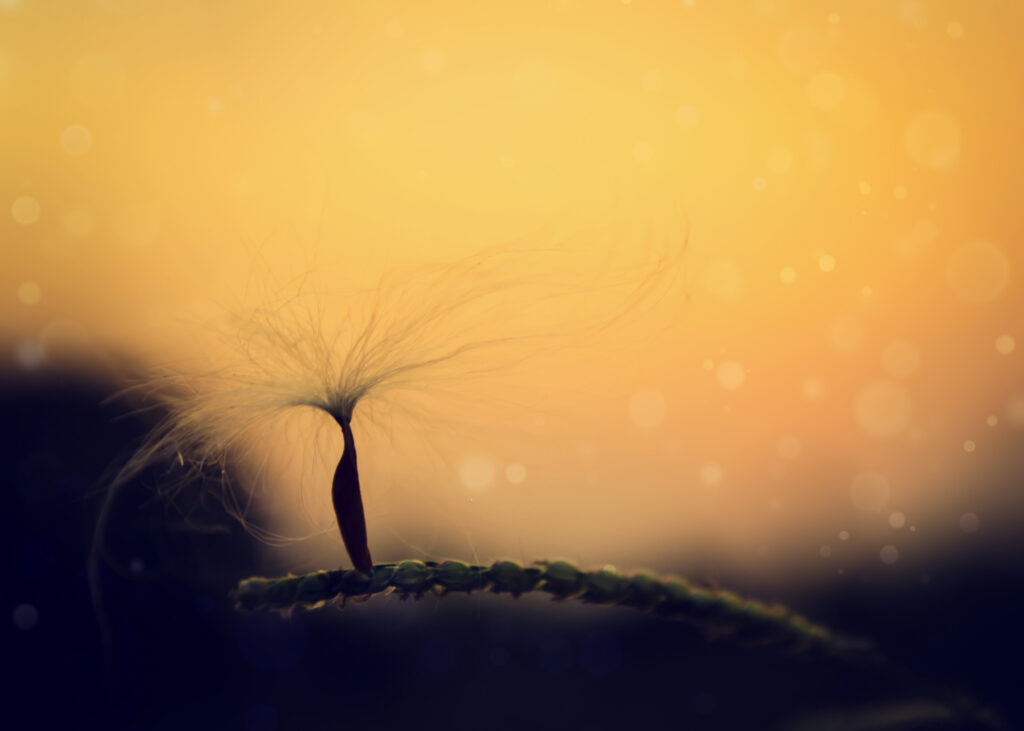 Serene Dandelion Seed Macro: Soft Fluff on Blurred Wallpaper Background