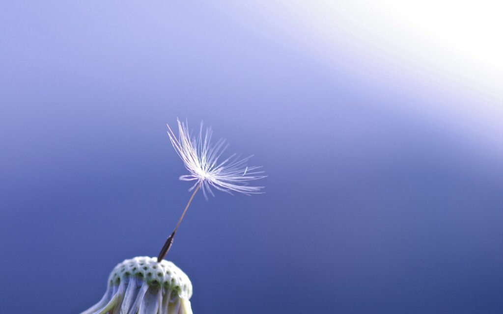 Delicate Dandelion Seed Wallpaper: Soft Gradient Background Art