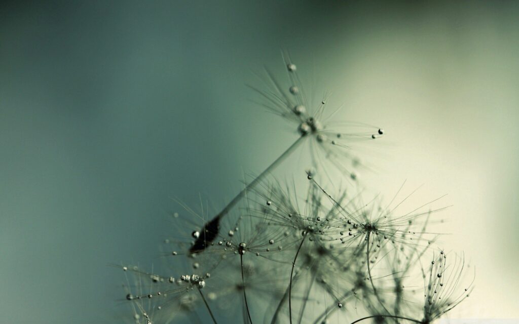 Serene Dandelion Seeds Wallpaper with Glistening Water Droplets