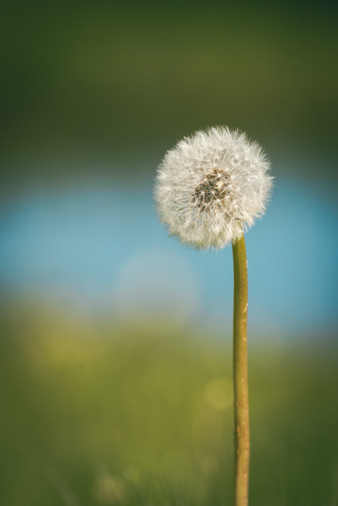 Serene Dandelion Wallpaper: Delicate Beauty on a Soft Background