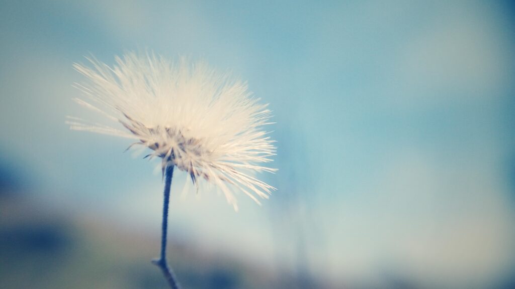 Close-Up Dandelion Wallpaper: Serene Blue Background Design