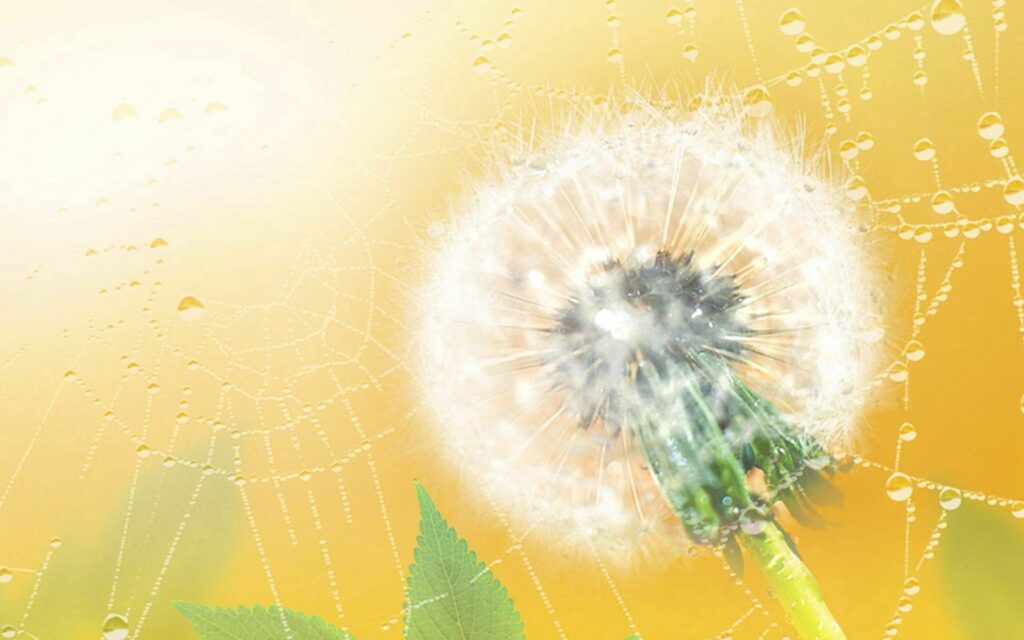 Serene Dandelion Wallpaper with Water Droplets on Spider Web