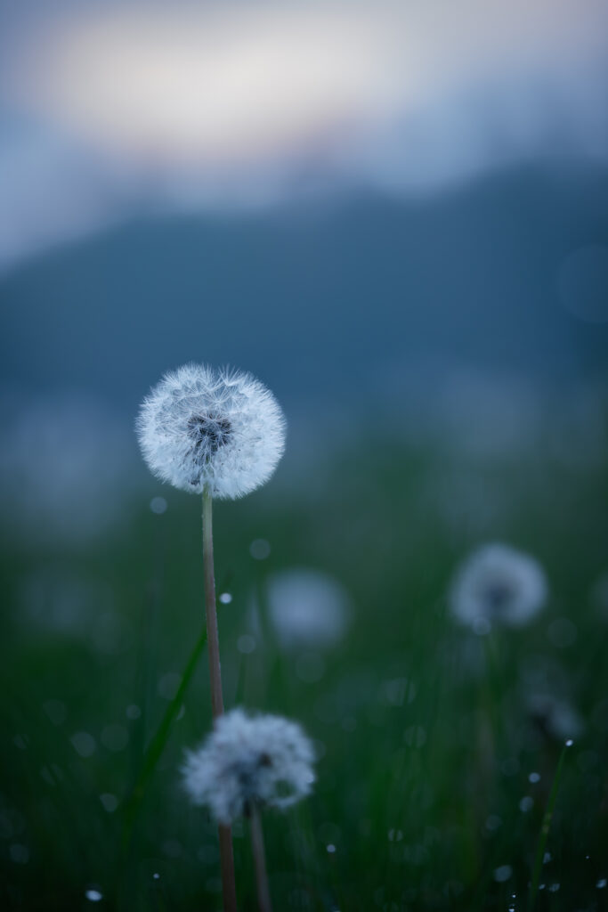 Serene Dandelion Wallpaper: Fluffy Seeds & Soft Focus Grass