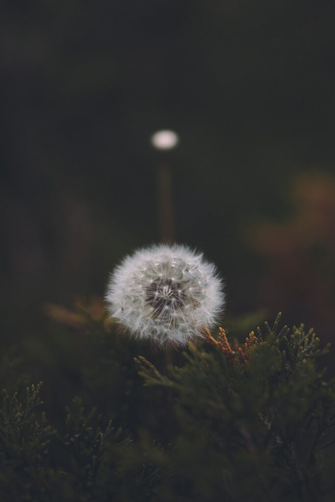 Serene Fluffy White Dandelion Wallpaper on Dark Natural Background