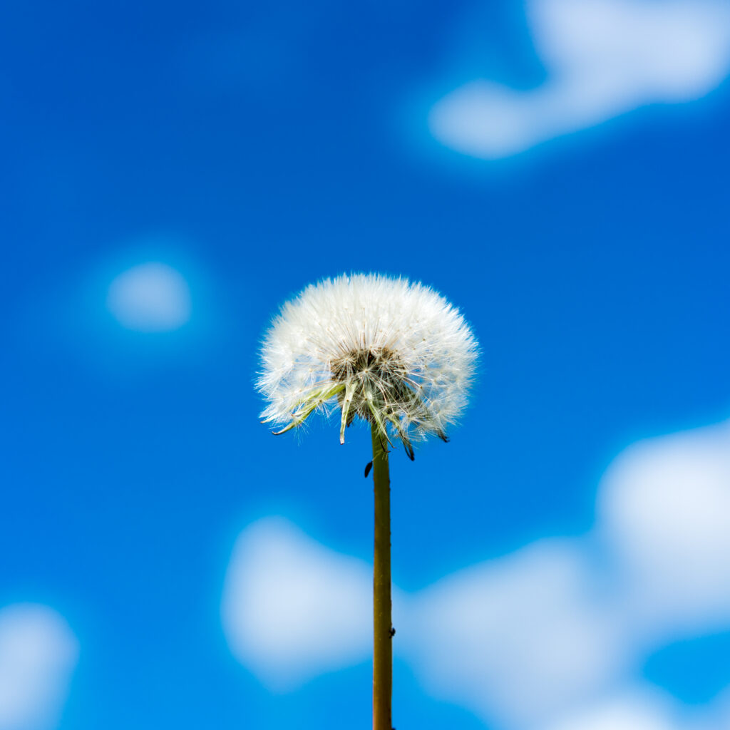 Serene Dandelion Wallpaper: Fluff Against Vibrant Blue Sky