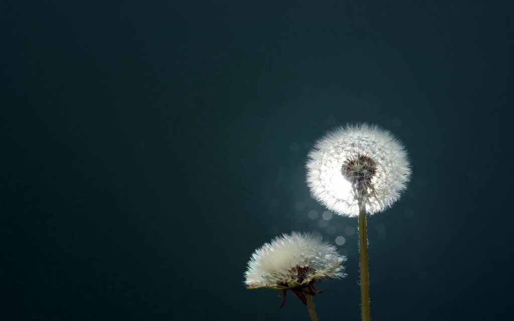 Serene Dandelion Wallpaper: Soft Light & Dark Background Contrast