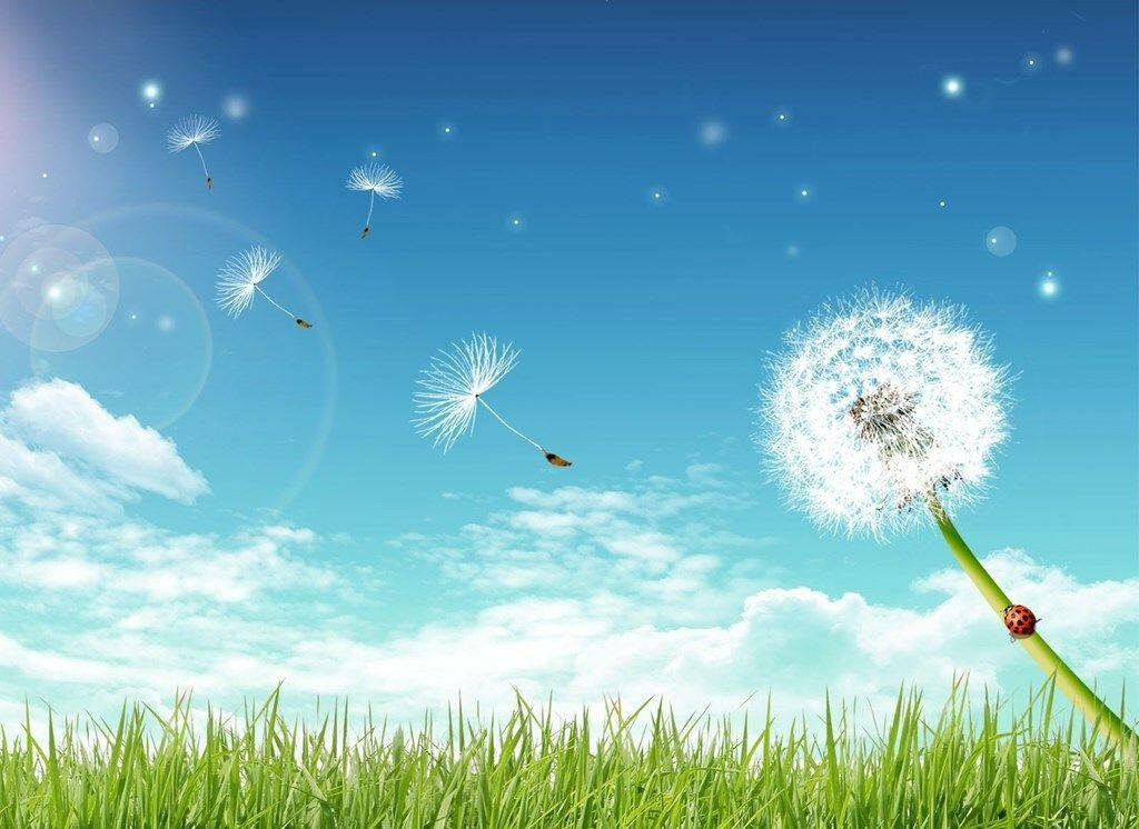 Serene Dandelion Wallpaper: Tranquil Green Field & Blue Sky Background