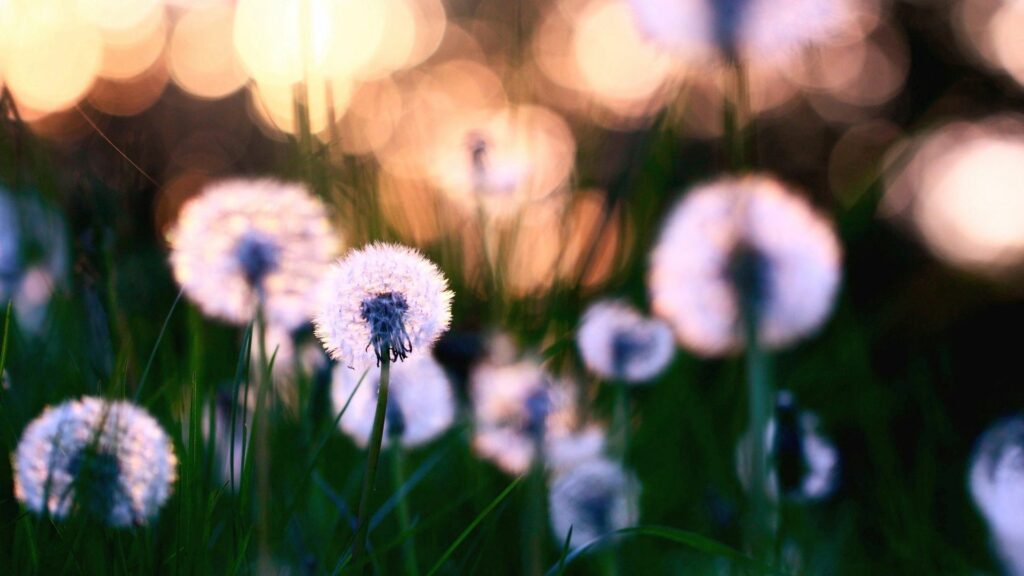 Serene Dandelion Wallpaper: Lush Grassy Field in Soft Focus