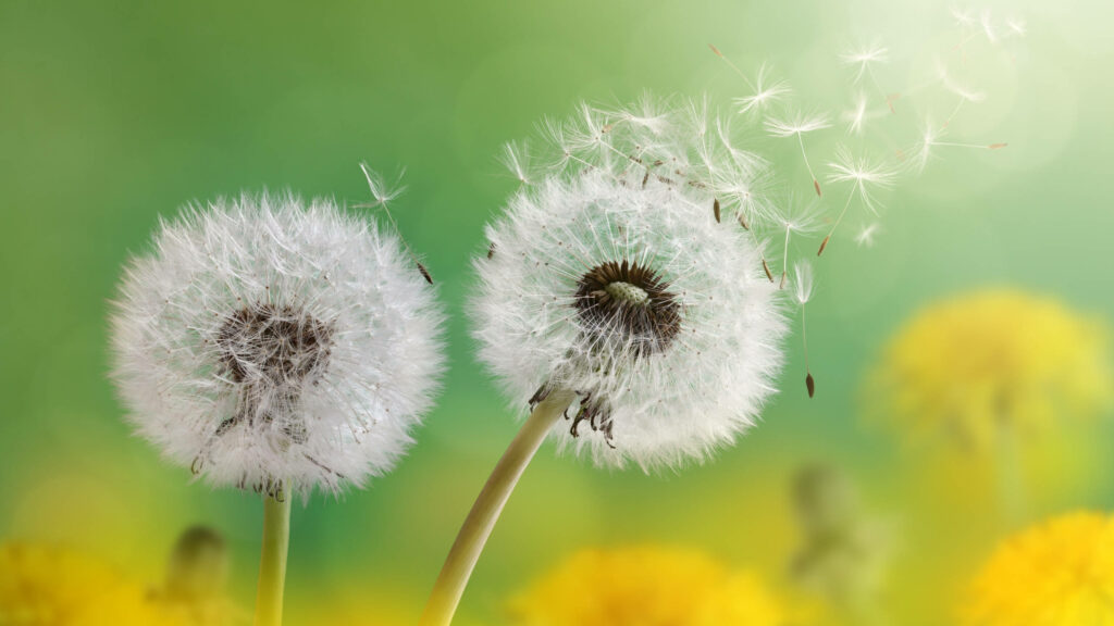 Two fluffy white dandelions with drifting seeds on soft green and yellow blurred background Wallpaper