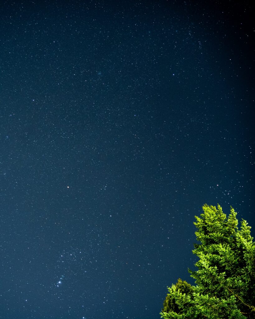 Dark green tree branches under a starry night sky peaceful nature wallpaper background