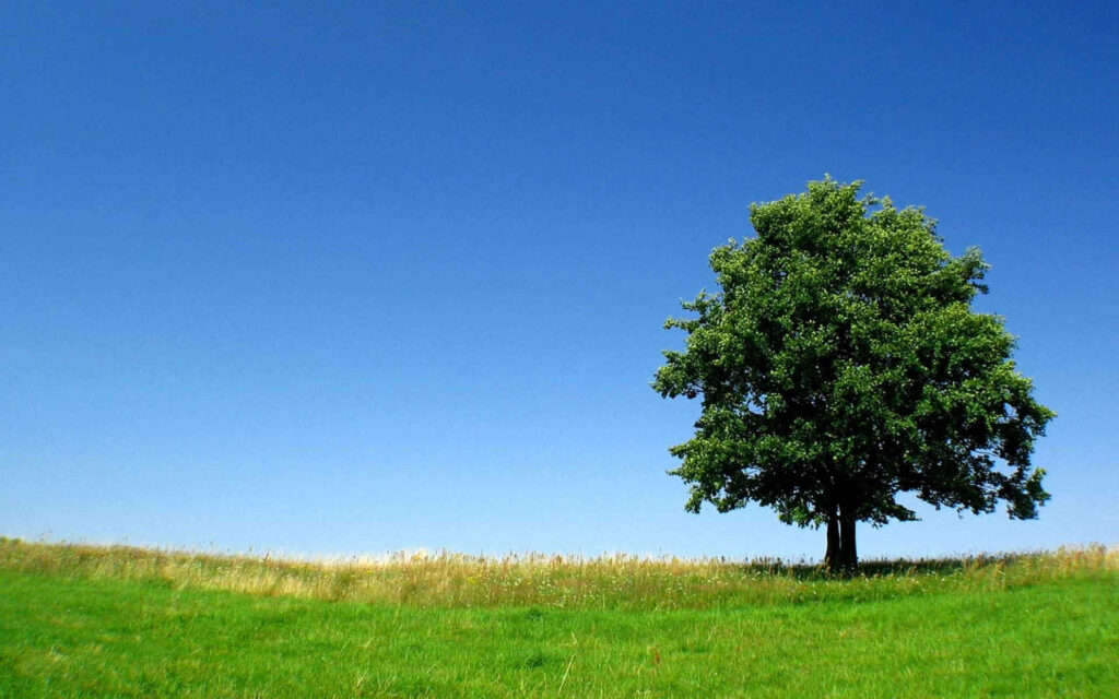 Solitary Dark Green Tree Wallpaper: Serene Nature Scene Background