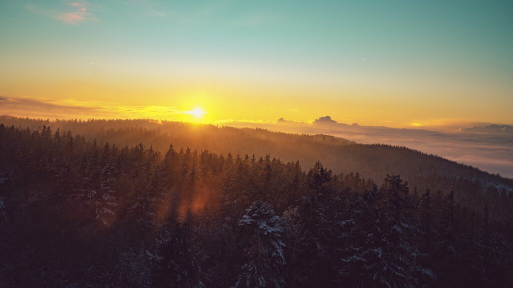 Dawn light over dense spruce forest with golden sky and vibrant natural landscape wallpaper