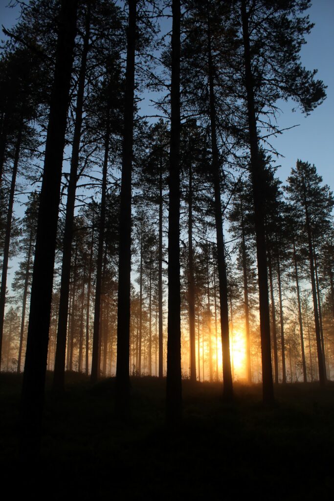 Dawn forest wallpaper with tall tree silhouettes and golden sun rays filtering through trunks