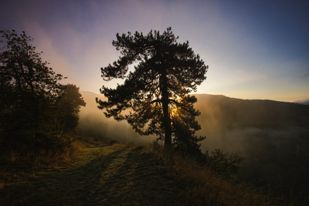 Tall tree silhouette at dawn with golden sunlight foggy rolling hills serene nature landscape wallpaper