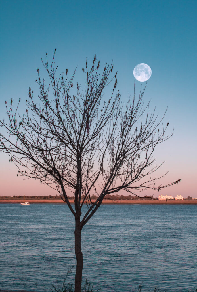 Leafless tree silhouette by calm river under full moon pastel dawn sky serene wallpaper background